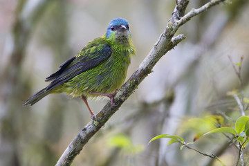 Blue Dacnis (Dacnis cayana) female on a branch in garden, Itanhaem, Brazil