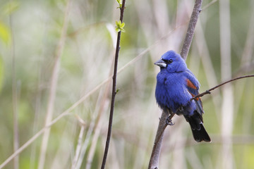 Blue Grosbeak (Passerina caerulea) sitting on branch, Bombay Hook NWR, Delaware, USA