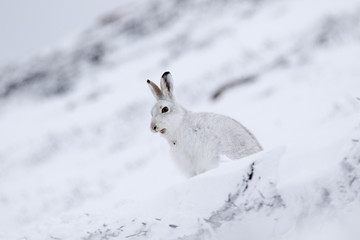 mountain hare © Paul