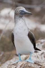 Fototapeta na wymiar Blue-footed booby (Sula nebouxii), North Seymour, Galapagos Islands