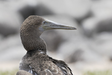 Blue-footed booby (Sula nebouxii) head portrait, immature, North Seymour, Galapagos Islands