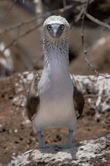 Blue-footed booby (Sula nebouxii), North Seymour, Galapagos Islands