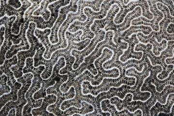 Brain coral (Diploria labyrinthiformis), petrified, Puerto rico