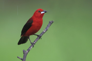 Brazilian tanager (Ramphocelus bresilius) male sitting on a branch in garden with clean background, Itanhaem, Brazil