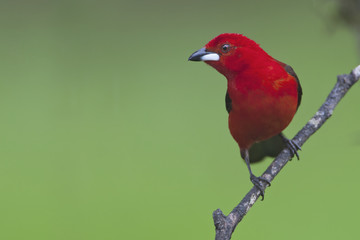 Brazilian tanager (Ramphocelus bresilius) male sitting on a branch in garden with clean background, Itanhaem, Brazil