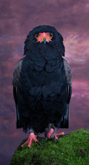Bateleur Eagle