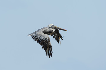Brown pelican (Pelecanus occidentalis) immature flying above gulf of mexico, Bolivar peninsula, Texas, USA