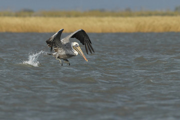 Brown pelican (Pelecanus occidentalis) immature flying above gulf of mexico, Bolivar peninsula, Texas, USA