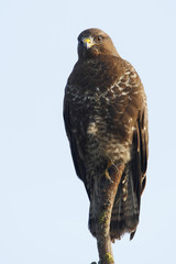 Common Buzzard (Buteo buteo), the Netherlands