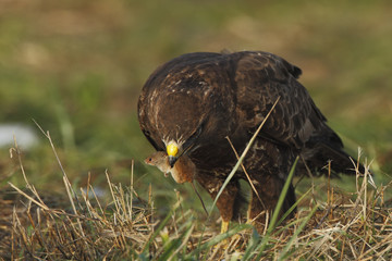 Common Buzzard (Buteo buteo) eating a mouse, the Netherlands