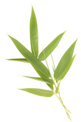 Bamboo leaves