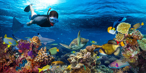 young male snorkler exploring colorful underwater world coral reef with many fishes sea turtle shark snorkling background - obrazy, fototapety, plakaty