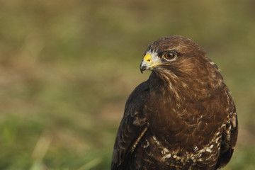 Common Buzzard (Buteo buteo), the Netherlands