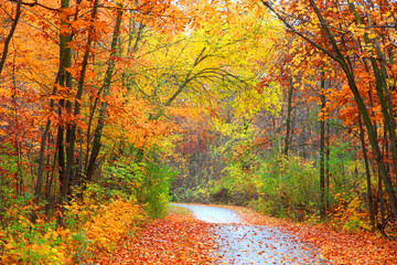 Scenic autumn trail through colorful trees