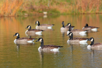 Canadian geese in the lake in autumn time