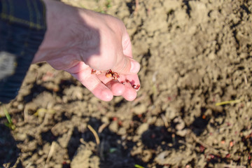 Sowing of maize out of hand