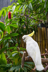 Giant White Cockatoo