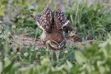 Burrowing owl (Athene cunicularia floridana) looking into camera, Cape Coral, Florida, USA