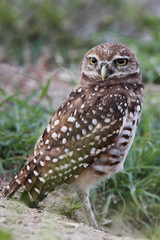 Burrowing owl (Athene cunicularia floridana) looking into camera, Cape Coral, Florida, USA