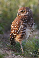 Burrowing owl (Athene cunicularia floridana) looking to the left, Cape Coral, Florida, USA