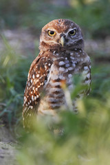 Burrowing owl (Athene cunicularia floridana) looking into camera, Cape Coral, Florida, USA