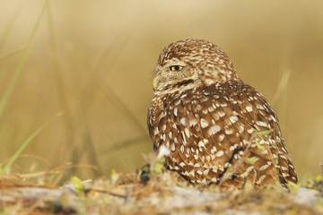 Burrowing owl (Athene cunicularia floridana) looking to the left, Cape Coral, Florida, USA