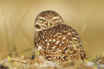 Burrowing owl (Athene cunicularia floridana) looking into camera, Cape Coral, Florida, USA