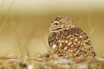 Burrowing owl (Athene cunicularia floridana) looking to the left, Cape Coral, Florida, USA