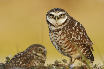 Burrowing owl (Athene cunicularia floridana) looking into camera, Cape Coral, Florida, USA