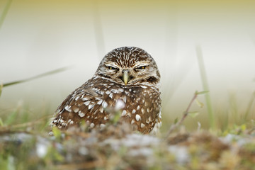 Burrowing owl (Athene cunicularia floridana) looking into camera, Cape Coral, Florida, USA