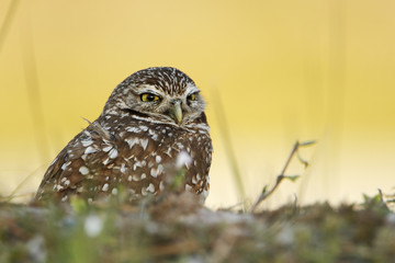 Burrowing owl (Athene cunicularia floridana) looking  to the right, Cape Coral, Florida, USA