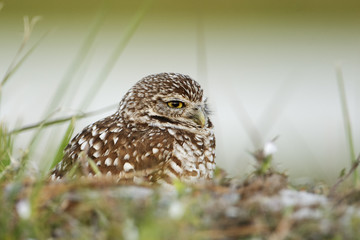 Burrowing owl (Athene cunicularia floridana) looking  to the right, Cape Coral, Florida, USA