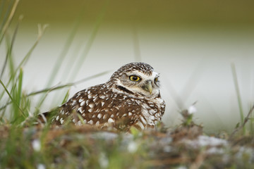 Burrowing owl (Athene cunicularia floridana) looking  to the right, Cape Coral, Florida, USA