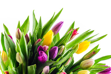 Mixed Colours Tulips