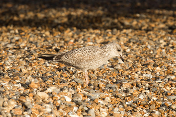 Bird portrait at the beach