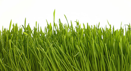 Fototapeta premium Spring green grass close with dewdrops on white