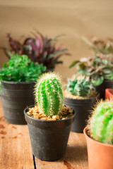The cute little cactus

