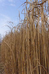 reed field and blue sky