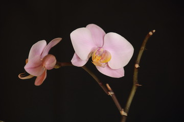 Branch of the orchid flowers