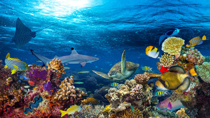 buntes 16to9 Unterwasser-Korallenriff-Panorama mit vielen Fischen, Schildkrötenhai und Meereslebewesen
