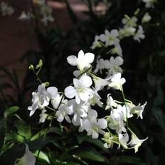 White Orchids black background