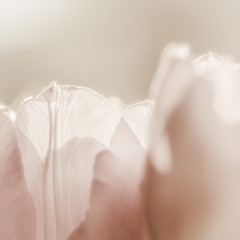 Close up image of tulips