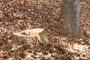 Stump of freshly cut tree