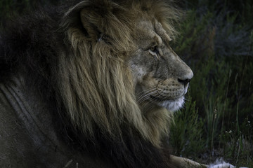 Naklejka premium Löwe