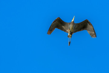 Great Blue Heron flying overhead against a clear blue sky.