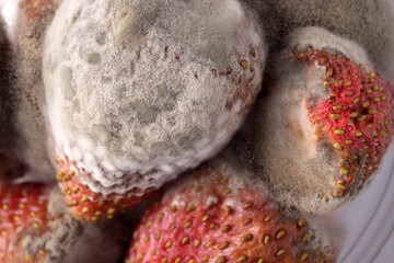 fungus growth on strawberries © Michelle Cyr
