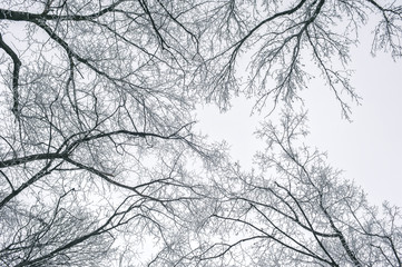 Abstract frozen tree branches. Nature winter background