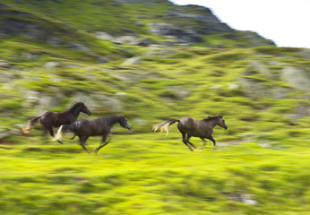 Running Horses