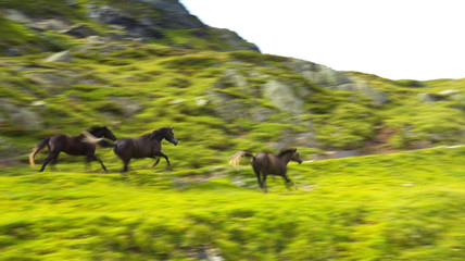 Running Horses