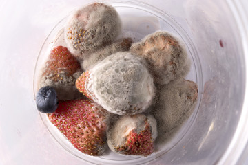 fungus growth on strawberries